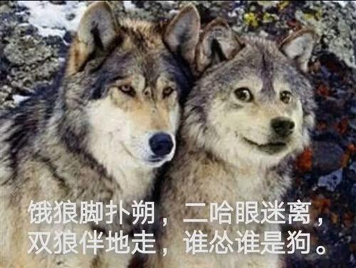 2025新澳门正版挂牌图和女子为4只狗立遗嘱与女子为4只狗立遗嘱视频