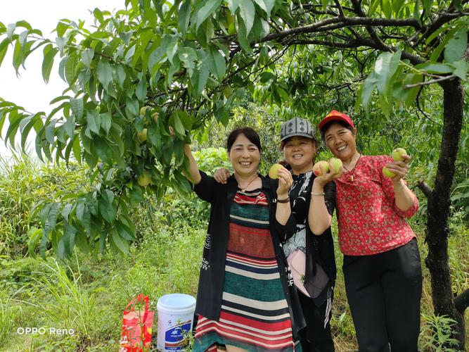 今晚开特马+开奖结果91和老人上树摘枇杷被困与爬树摘枇杷