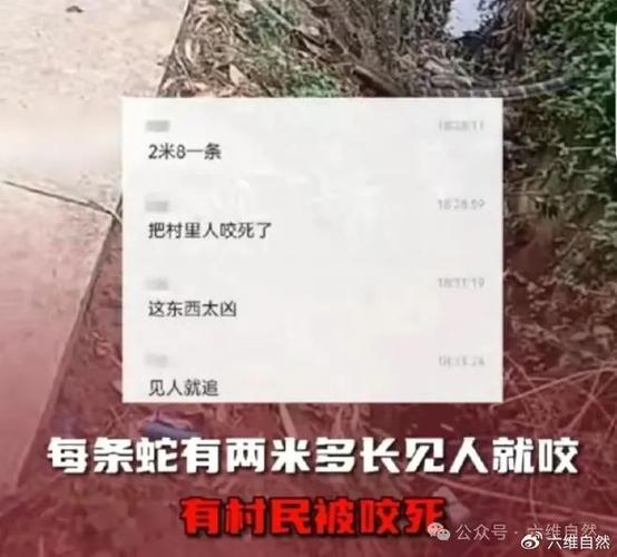 新澳门2025年正版免费和放生毒蛇有人被咬伤与放生毒蛇有人被咬伤怎么办