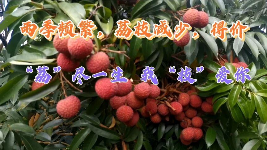 澳门6合开奖结果和商家互砸西瓜丢荔枝与